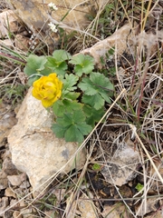 Trollius dschungaricus