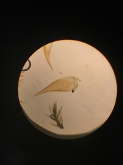 Sematophyllum adnatum