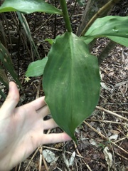 Costus scaber