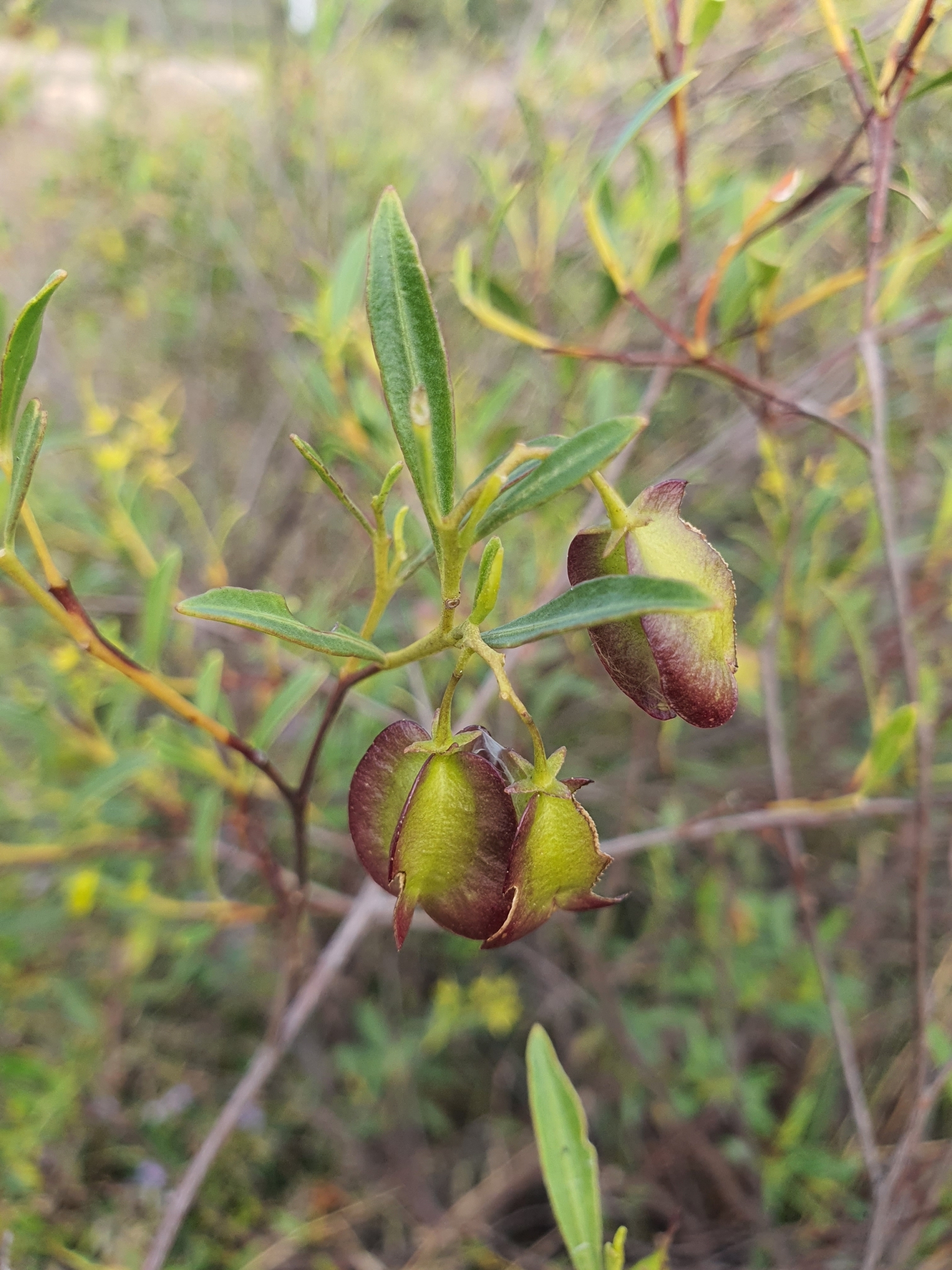 Dodonaea lanceolata
