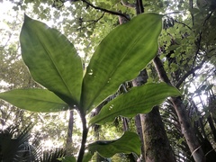 Costus scaber