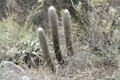 Espostoa melanostele