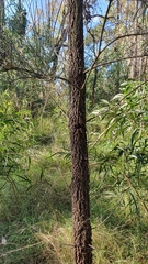 Allocasuarina luehmannii