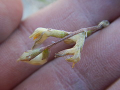 Astragalus obscurus