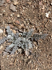 Astragalus purshii lectulus