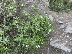 Philadelphus pekinensis