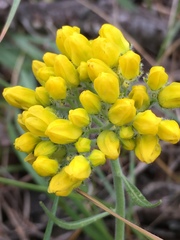 Haplophyllum coronatum