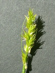 Carex laevivaginata