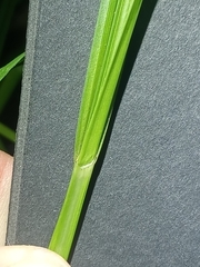 Carex laevivaginata