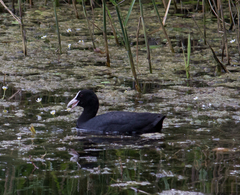 Fulica atra