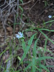 Pseudostellaria