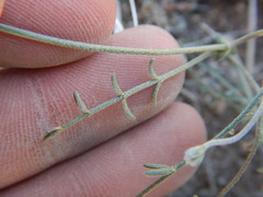Astragalus obscurus