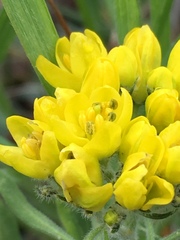 Haplophyllum coronatum