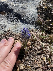 Veronica alaskensis