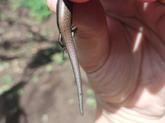 Caledoniscincus atropunctatus