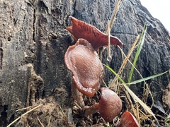 Tubaria rufofulva