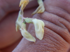 Astragalus obscurus