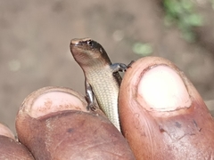 Caledoniscincus atropunctatus