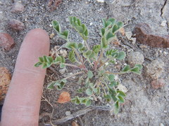 Astragalus lentiginosus