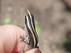 Emoia caeruleocauda