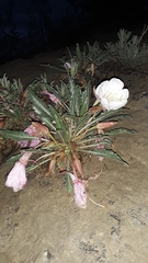 Oenothera cespitosa