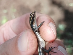 Emoia caeruleocauda