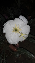 Oenothera cespitosa
