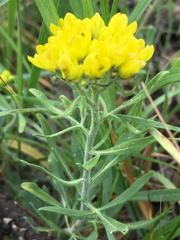 Haplophyllum coronatum