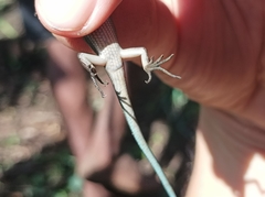 Emoia caeruleocauda