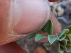 Astragalus lentiginosus