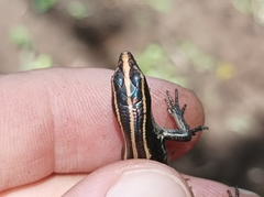 Emoia caeruleocauda