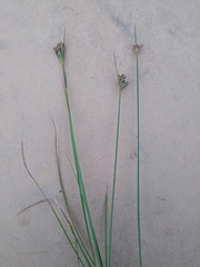 Juncus occidentalis