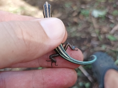 Emoia caeruleocauda