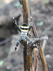 Argiope caledonia