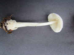 Volvariella pusilla