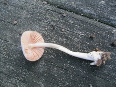 Volvariella pusilla