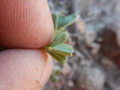 Astragalus lentiginosus
