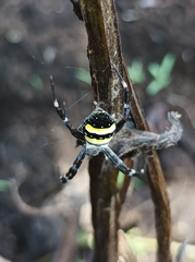 Argiope caledonia