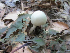 Volvariella pusilla