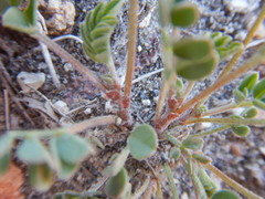 Astragalus lentiginosus