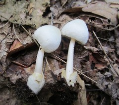 Volvariella pusilla