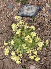 Chorispora macropoda