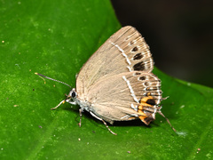 Satyrium formosanum