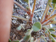 Astragalus lentiginosus