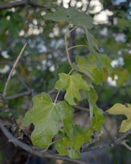 Brachychiton chillagoensis