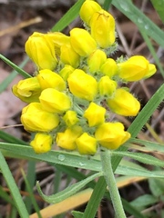 Haplophyllum coronatum