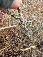 Eriogonum wrightii dentatum