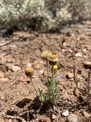 Erigeron aphanactis