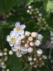 Physocarpus monogynus