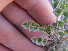 Astragalus lentiginosus